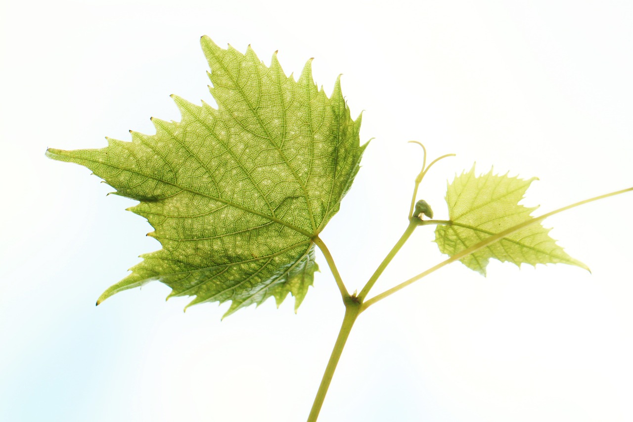 grape leaf, vine leaves, wine-504830.jpg